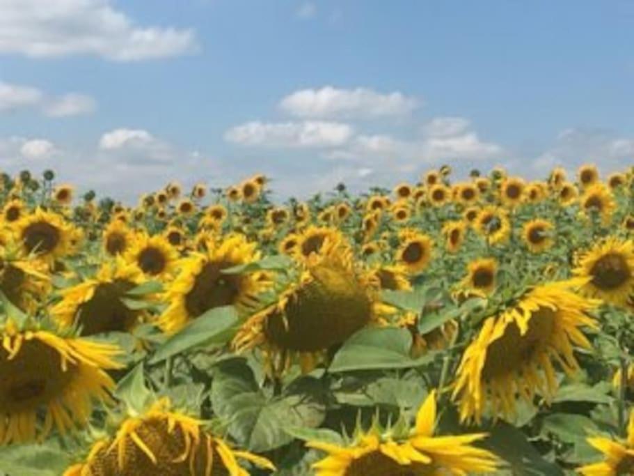 Holiday home Roztocze Na Koncu Drogi